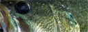 Ken Hanley, Largemouth Bass