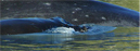 Ken Hanley, mom and calf humpback whales